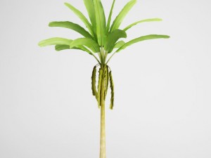 cgaxis banana tree 16 Modelo 3D
