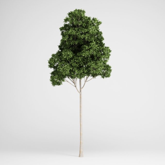 cgaxis sugar gum tree 17 3D Model .c4d .max .obj .3ds .fbx .stl .blend 