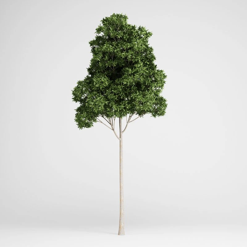 cgaxis sugar gum tree 17 3D Model .c4d .max .obj .3ds .fbx .stl .blend 