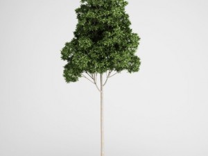cgaxis sugar gum tree 17 3D Model