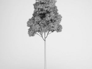cgaxis sugar gum tree 17 3D Model