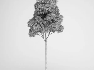 cgaxis sugar gum tree 17 3D Model