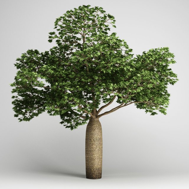 cgaxis australian boab 18 3D Модель .c4d .max .obj .3ds .fbx .stl .blend 