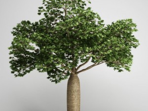 cgaxis australian boab 18 Modelo 3D