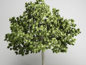 cgaxis common fig 19 3D Model