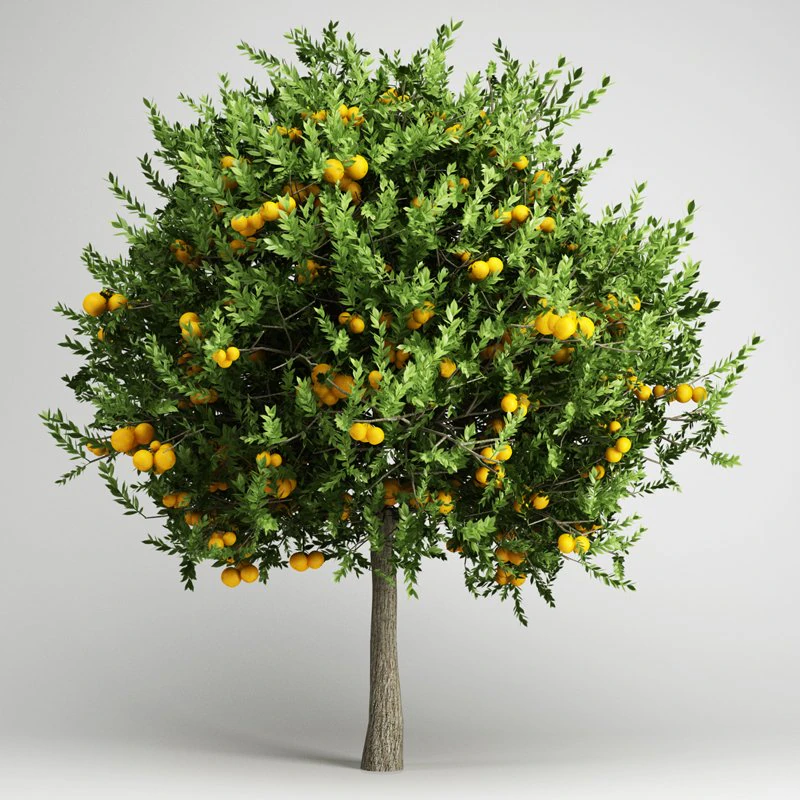 cgaxis orange tree 20 3D Model .c4d .max .obj .3ds .fbx .stl .blend 