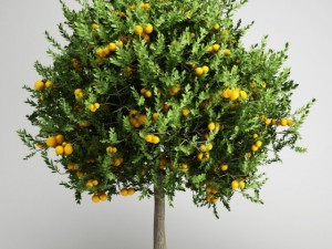 cgaxis orange tree 20 3D Модель