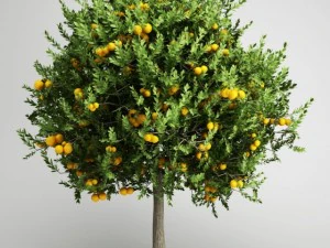 cgaxis Orangenbaum 20 3D Modell