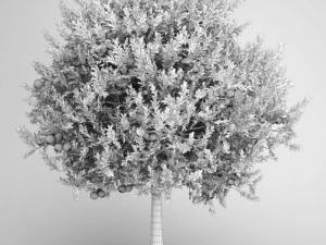 cgaxis orange tree 20 3D Model