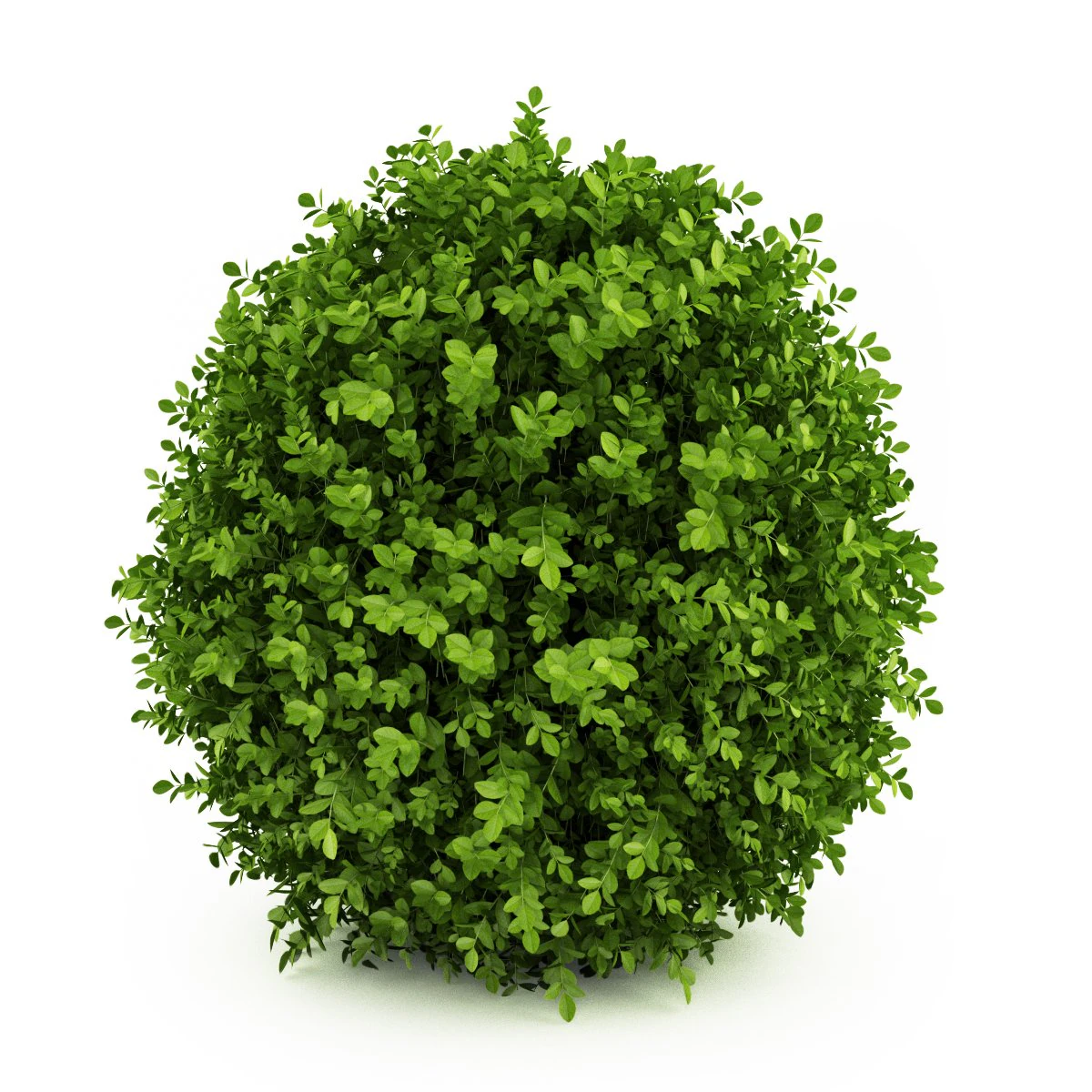 cgaxis dwarf english boxwood 3D Model .c4d .max .obj .3ds .fbx .stl .blend