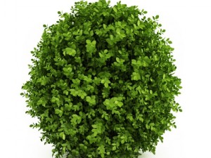 cgaxis dwarf english boxwood 3Dモデル