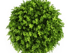 cgaxis dwarf english boxwood 3D मॉडल