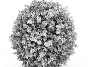 cgaxis dwarf english boxwood 3D मॉडल