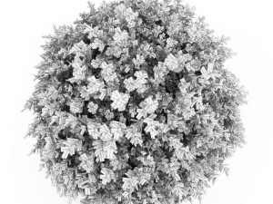 cgaxis dwarf english boxwood 3D मॉडल