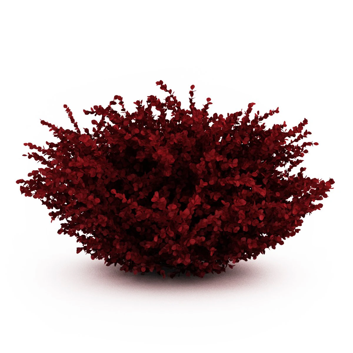 cgaxis red leaf japanese barberry 3D Model .c4d .max .obj .3ds .fbx .stl .blend
