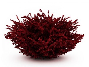 cgaxis red leaf japanese barberry Modelo 3D