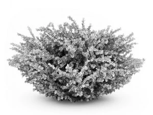 cgaxis red leaf japanese barberry 3D Model
