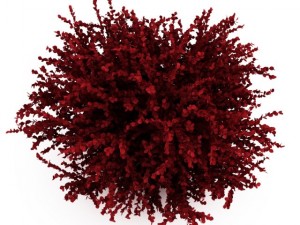cgaxis red leaf japanese barberry 3D 模型