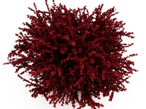 cgaxis red leaf japanese barberry 3D Model