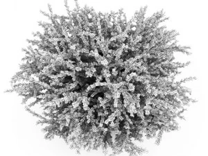 cgaxis red leaf japanese barberry 3D Model