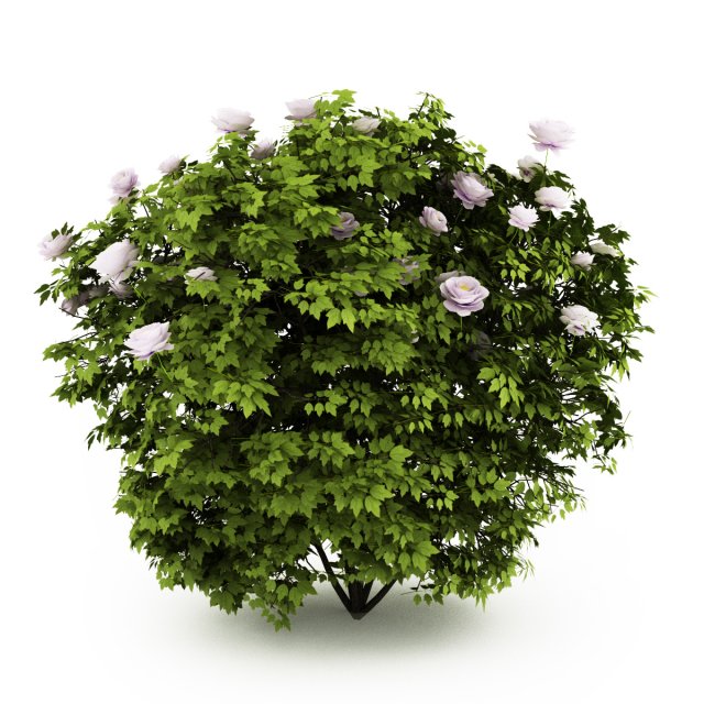 cgaxis peony paeonia Modèle 3D .c4d .max .obj .3ds .fbx .stl .blend 