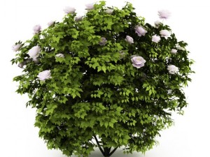 cgaxis peony paeonia 3D Model