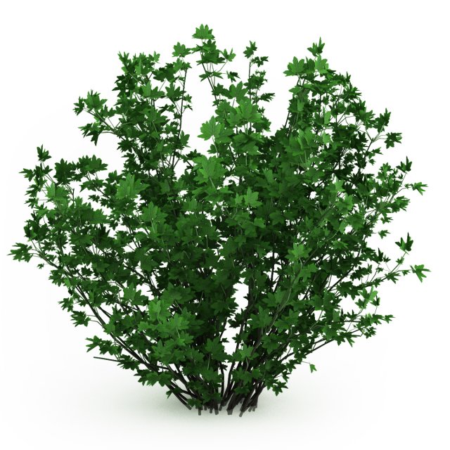 cgaxis guelder rose Modèle 3D .c4d .max .obj .3ds .fbx .stl .blend 