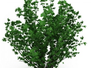 cgaxis guelder rose 3D Model