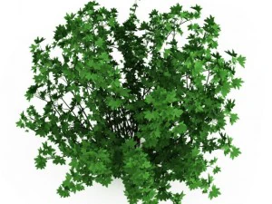 cgaxis guelder rose 3D Model