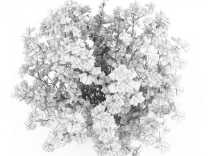 cgaxis guelder rose Modèle 3D