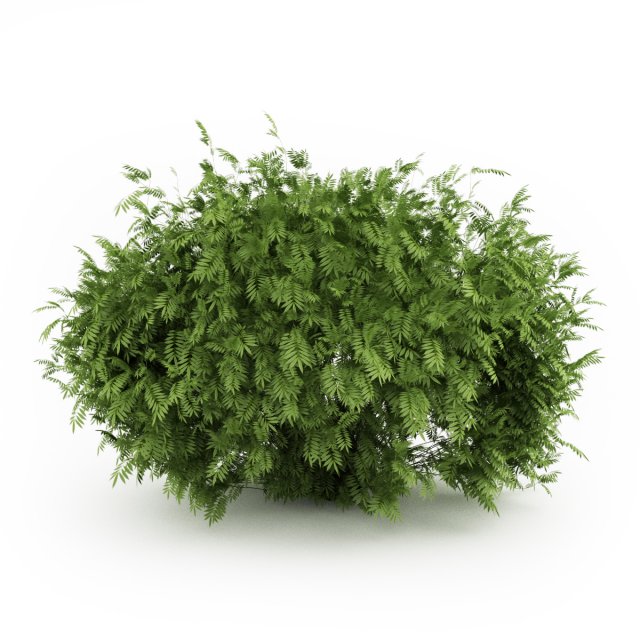 cgaxis elderberry Model 3D .c4d .max .obj .3ds .fbx .stl .blend 