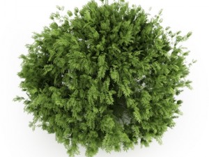 cgaxis elderberry Model 3D