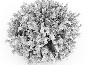 cgaxis elderberry Model 3D