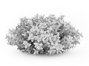 cgaxis redbarked dogwood Modelo 3D