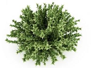 cgaxis redbarked dogwood 3D Model
