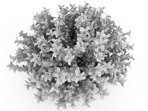 cgaxis redbarked dogwood Modelo 3D