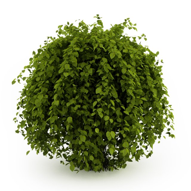 cgaxis common hornbeam 3D Model .c4d .max .obj .3ds .fbx .stl .blend 