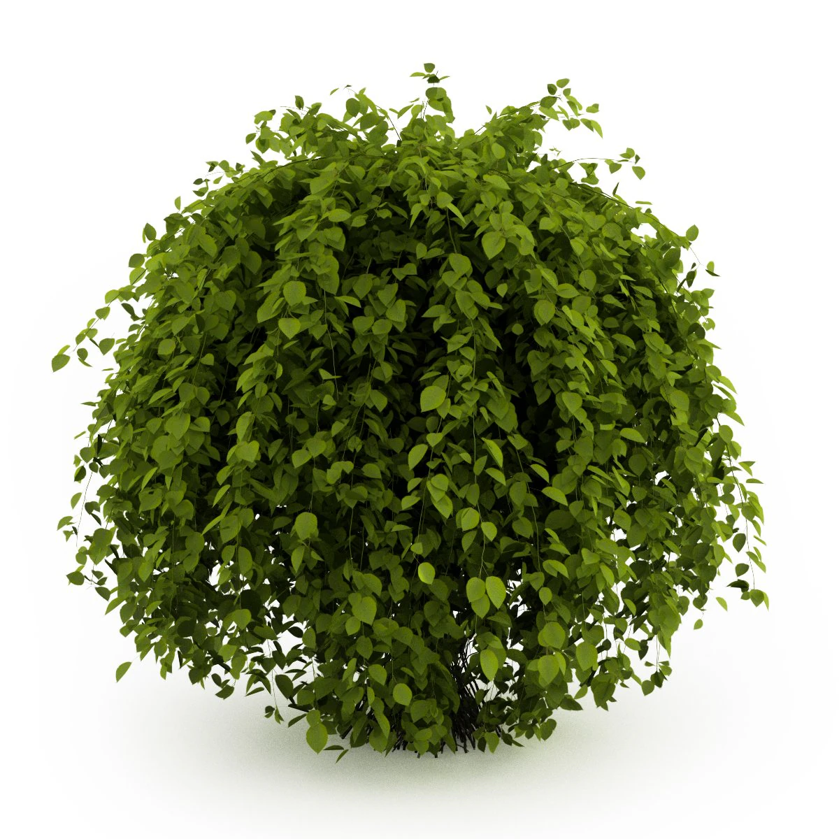 cgaxis common hornbeam 3D Model .c4d .max .obj .3ds .fbx .stl .blend 