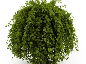cgaxis common hornbeam 3D Model