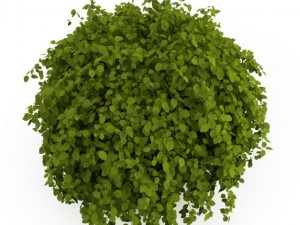 cgaxis common hornbeam 3D Model