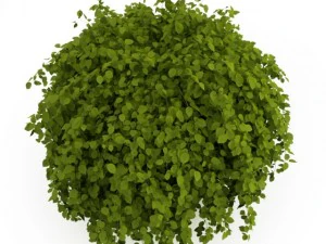 cgaxis common hornbeam 3D Model