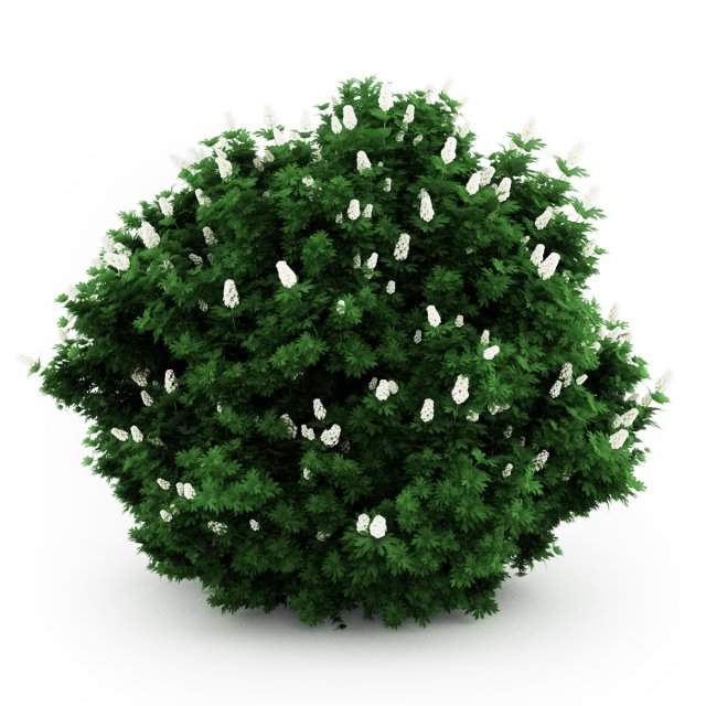 cgaxis oakleaf hydrangea 3D 模型 .c4d .max .obj .3ds .fbx .stl .blend 