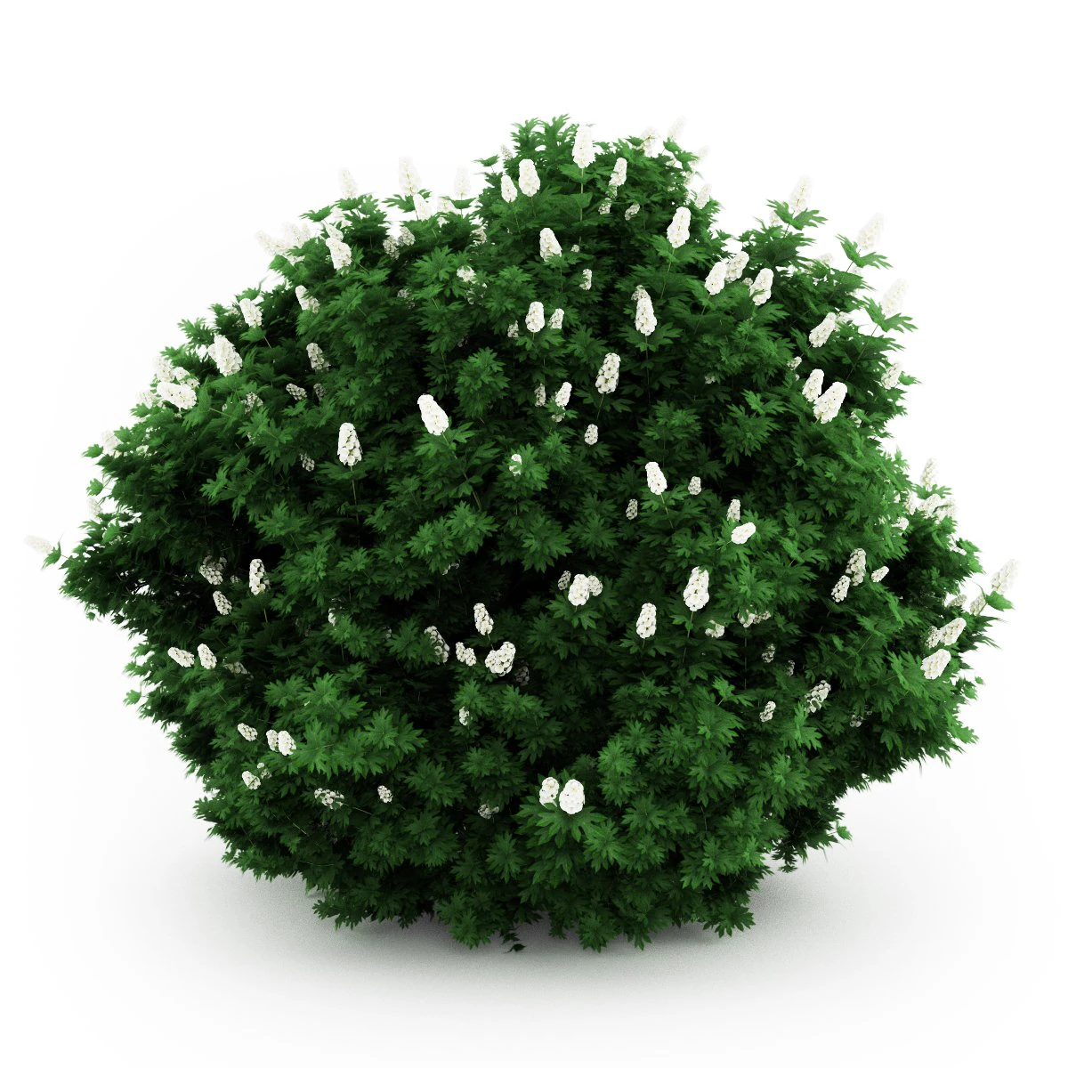 cgaxis oakleaf hydrangea 3D Model .c4d .max .obj .3ds .fbx .stl .blend