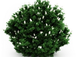 cgaxis oakleaf hydrangea 3D Model