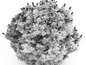 cgaxis oakleaf hydrangea 3D Model