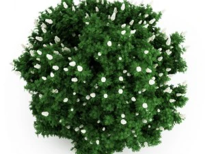 cgaxis oakleaf hydrangea 3D Model