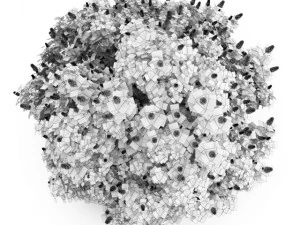cgaxis oakleaf hydrangea 3D Model