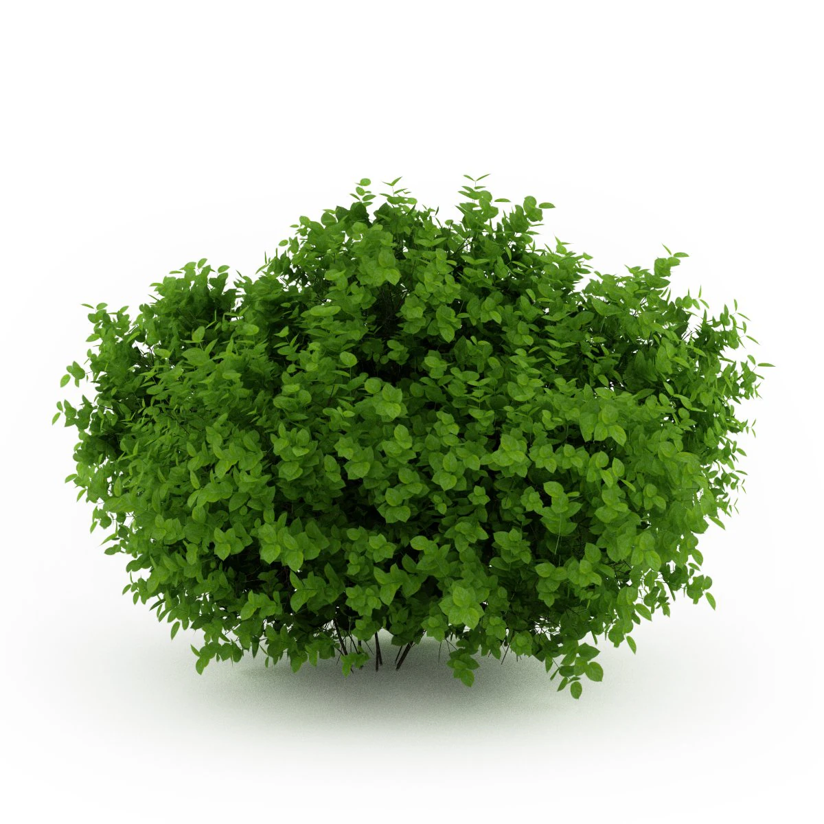 cgaxis bigleaf hydrangea 3D Model .c4d .max .obj .3ds .fbx .stl .blend 