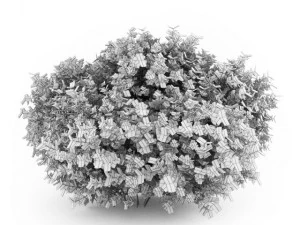 cgaxis bigleaf hydrangea 3D Model
