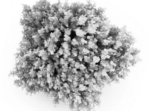 cgaxis bigleaf hydrangea 3D Model